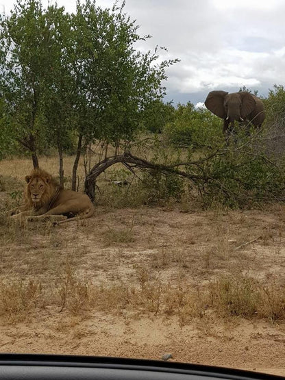 Kierieklapper Bush Lodge Kruger Mjejane Private Game Reserve Mpumalanga South Africa Lion, Mammal, Animal, Big Cat, Predator