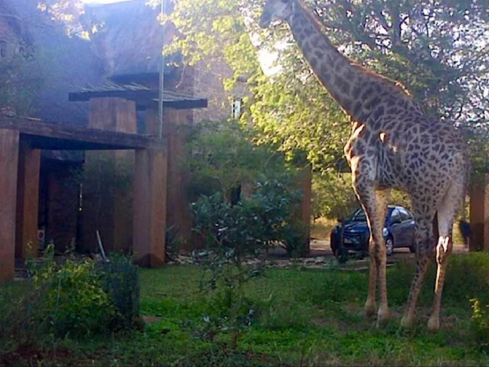 Kierieklapper River House Marloth Park Mpumalanga South Africa Giraffe, Mammal, Animal, Herbivore