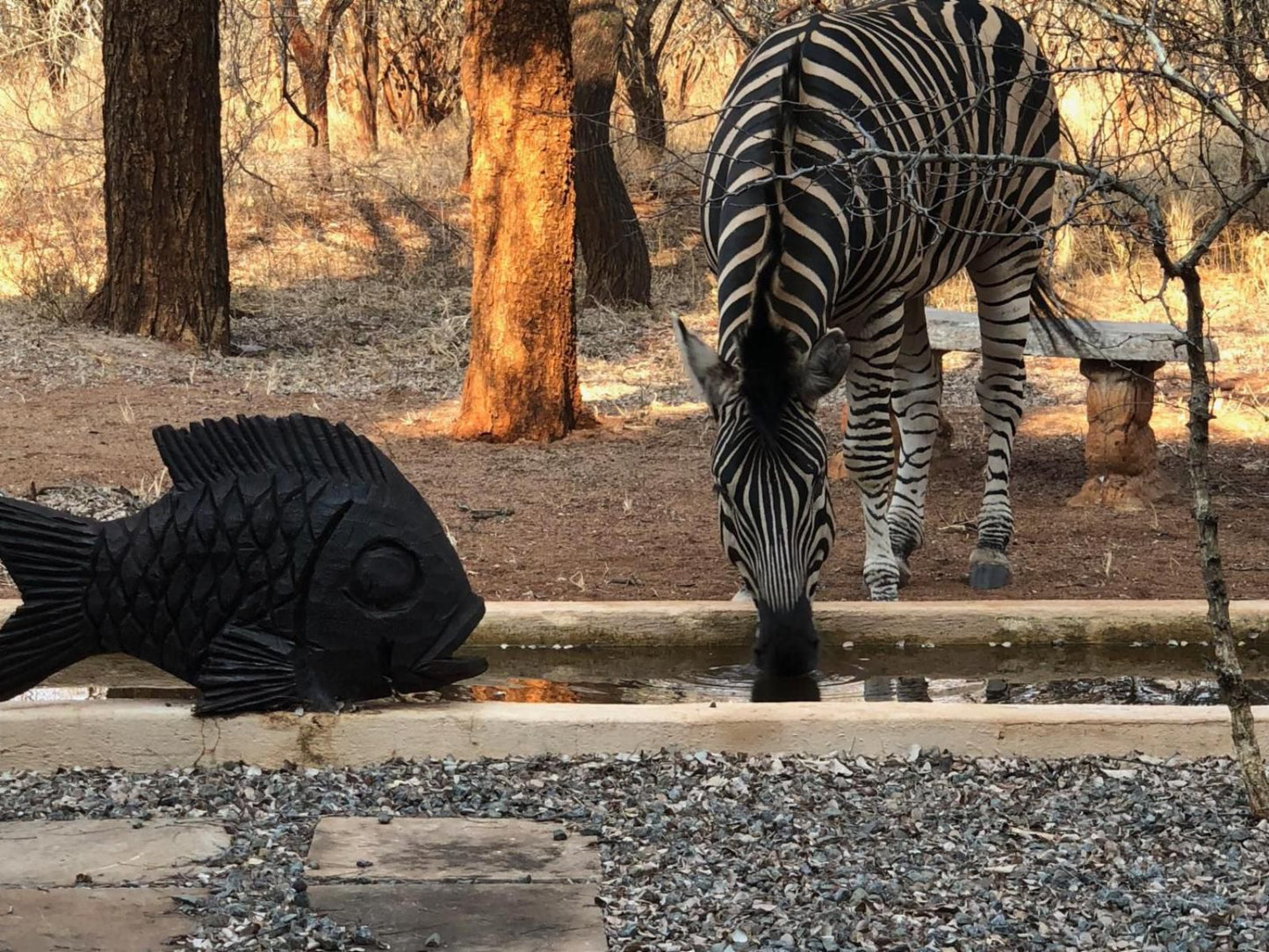 Kierieklapper River House Marloth Park Mpumalanga South Africa Zebra, Mammal, Animal, Herbivore