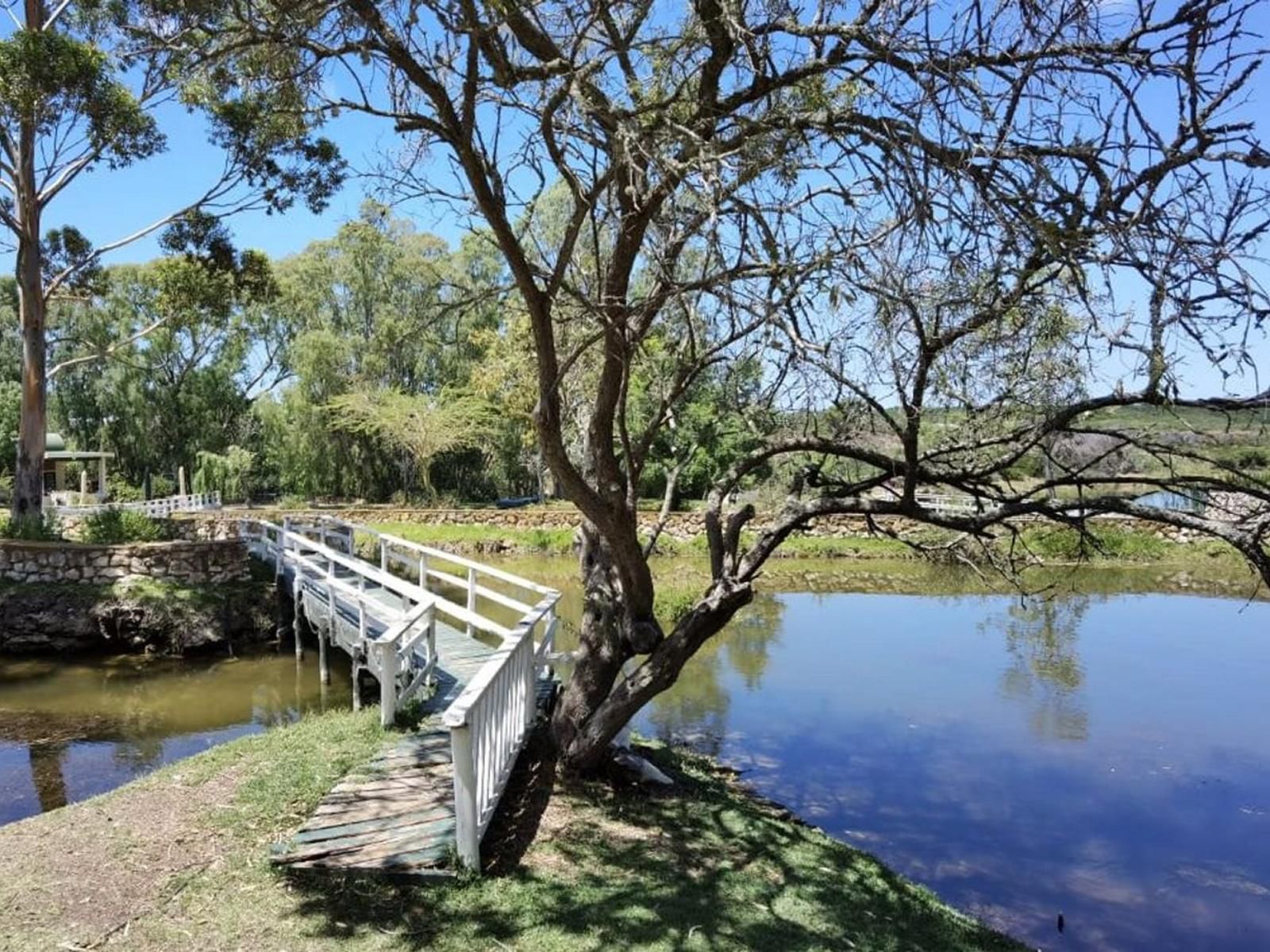 Kiki S Khaya Botterkloof Stilbaai Western Cape South Africa Complementary Colors, River, Nature, Waters, Tree, Plant, Wood