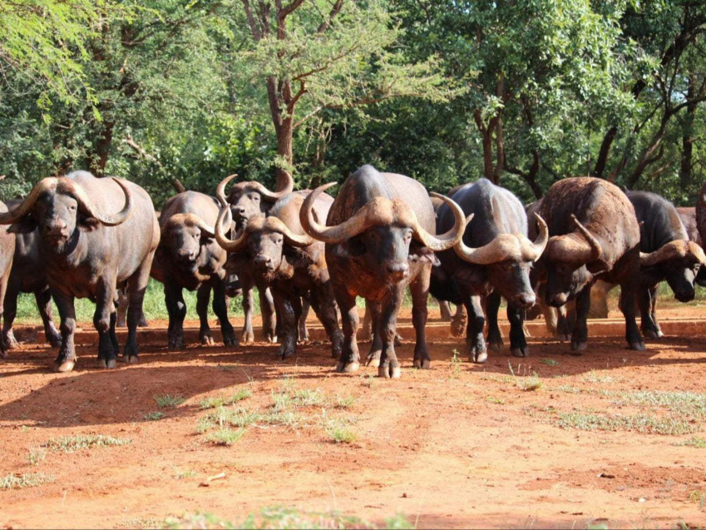 Kilima Private Game Reserve And Spa Gravelotte Limpopo Province South Africa Camel, Mammal, Animal, Herbivore