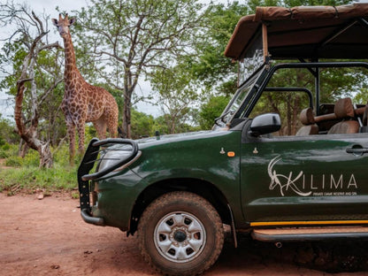 Kilima Private Game Reserve And Spa Gravelotte Limpopo Province South Africa Animal