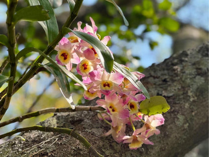 Kilmorna Manor Guest House And Private Nature Reserve Schoemanskloof Mpumalanga South Africa Blossom, Plant, Nature, Orchid, Flower