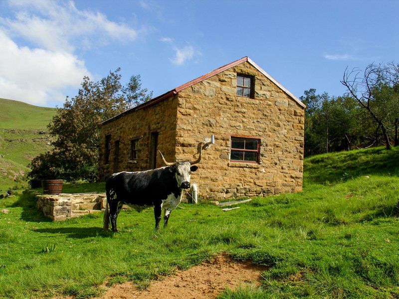 Kilrush Experience 1880 Underberg Kwazulu Natal South Africa Complementary Colors, Cow, Mammal, Animal, Agriculture, Farm Animal, Herbivore, Barn, Building, Architecture, Wood