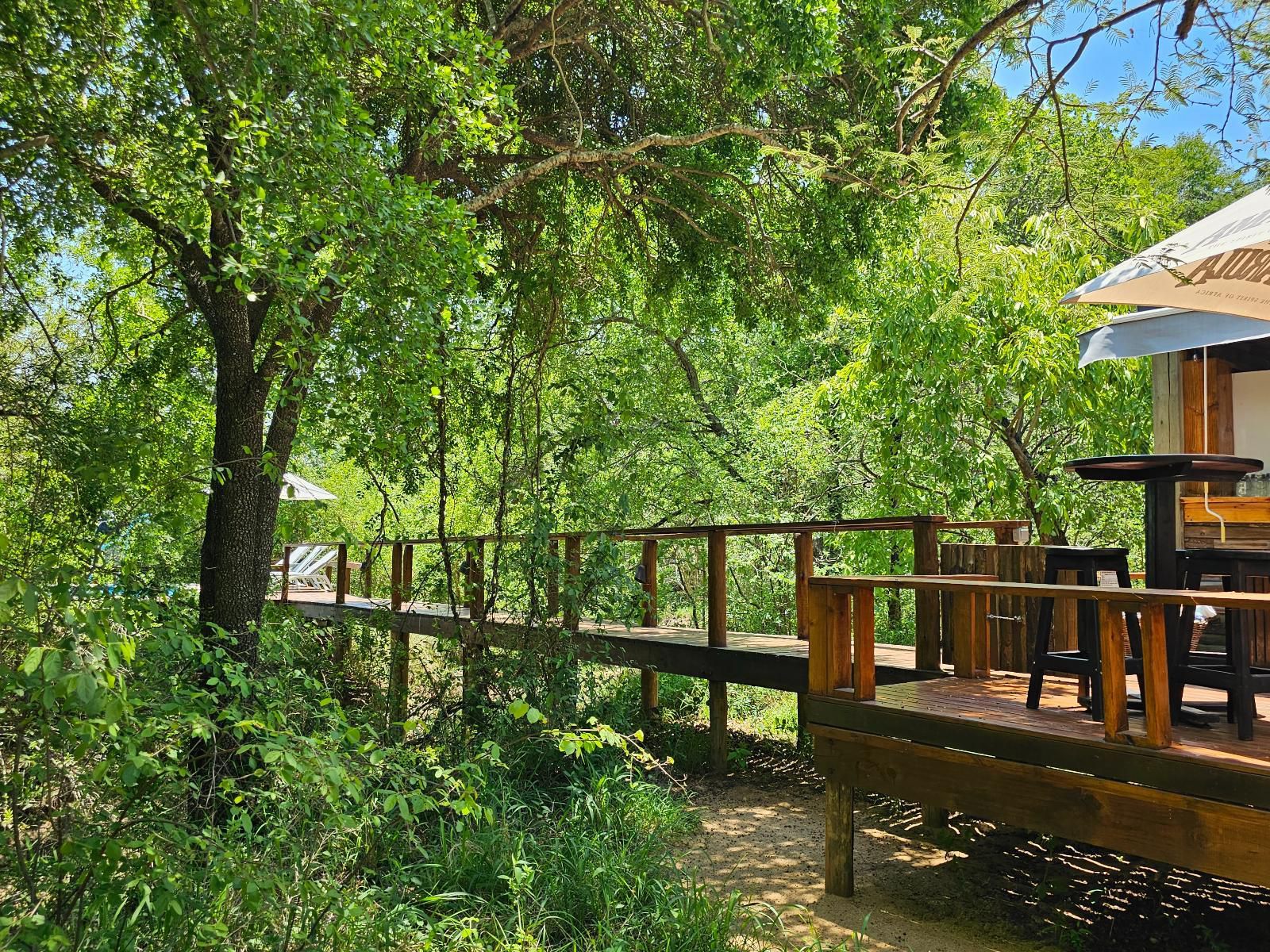 Kingfisher Creek Guernsey Nature Reserve Amanda Limpopo Province South Africa Tree, Plant, Nature, Wood