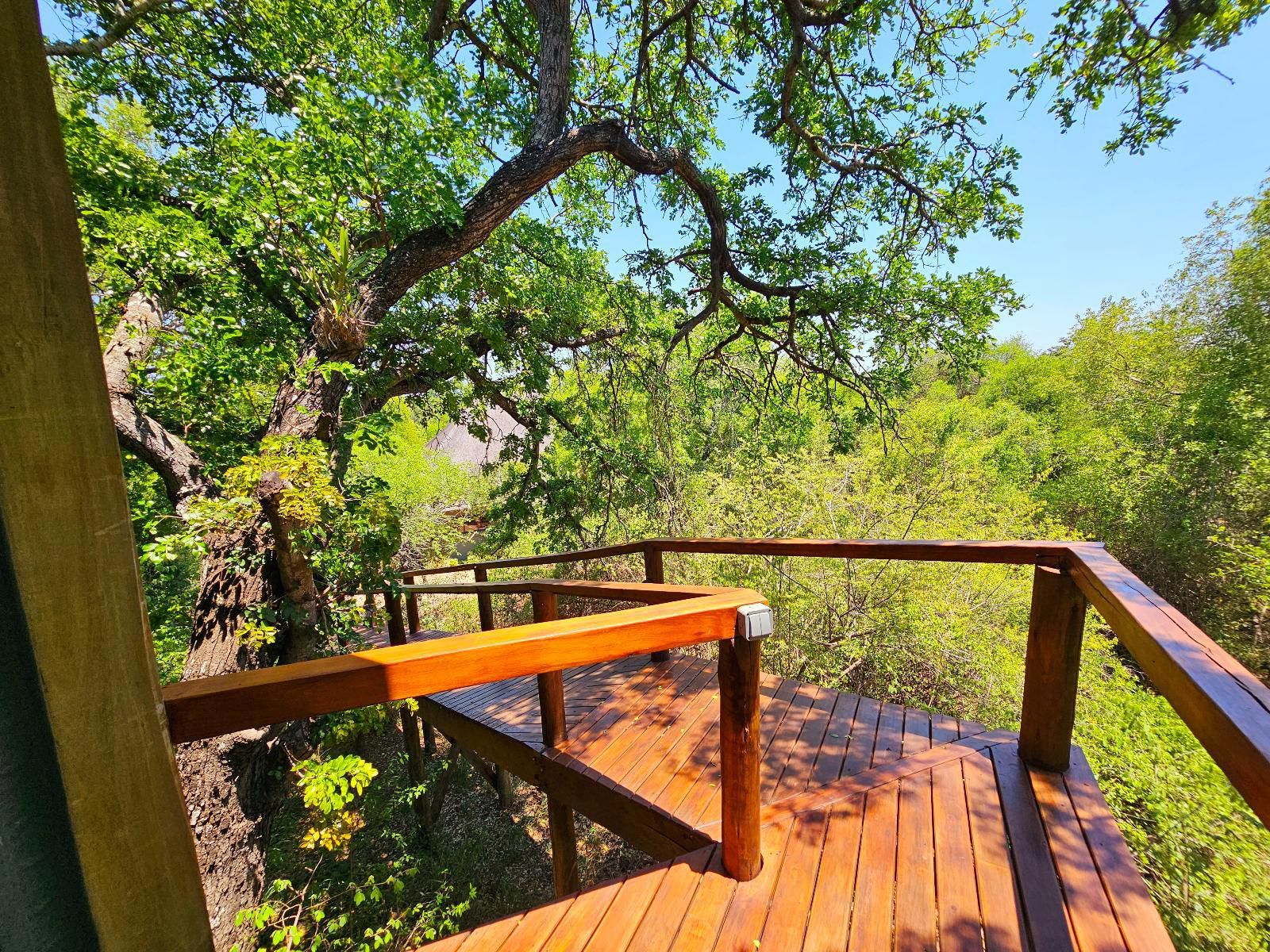 Kingfisher Creek Guernsey Nature Reserve Amanda Limpopo Province South Africa Tree, Plant, Nature, Wood