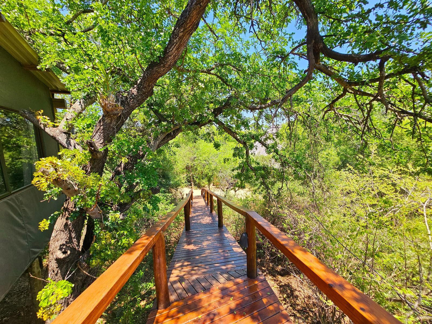 Kingfisher Creek Guernsey Nature Reserve Amanda Limpopo Province South Africa Plant, Nature, Tree, Wood