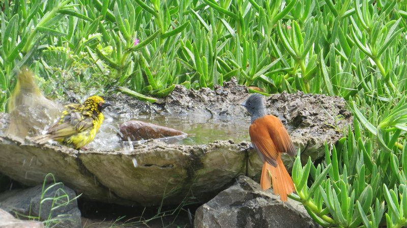 Kingfishers Khaya Sodwana Bay Kwazulu Natal South Africa Animal