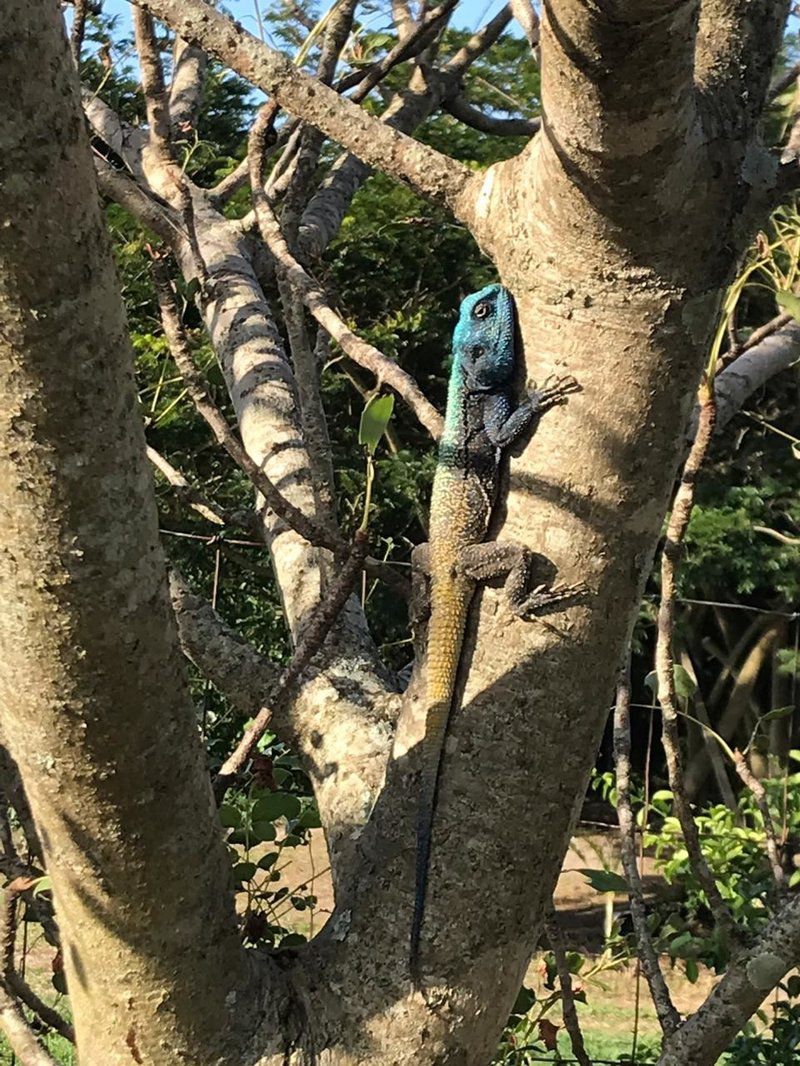 Kingfishers Khaya Sodwana Bay Kwazulu Natal South Africa Kingfisher, Bird, Animal, Chameleon, Reptile, Forest, Nature, Plant, Tree, Wood, Lizard