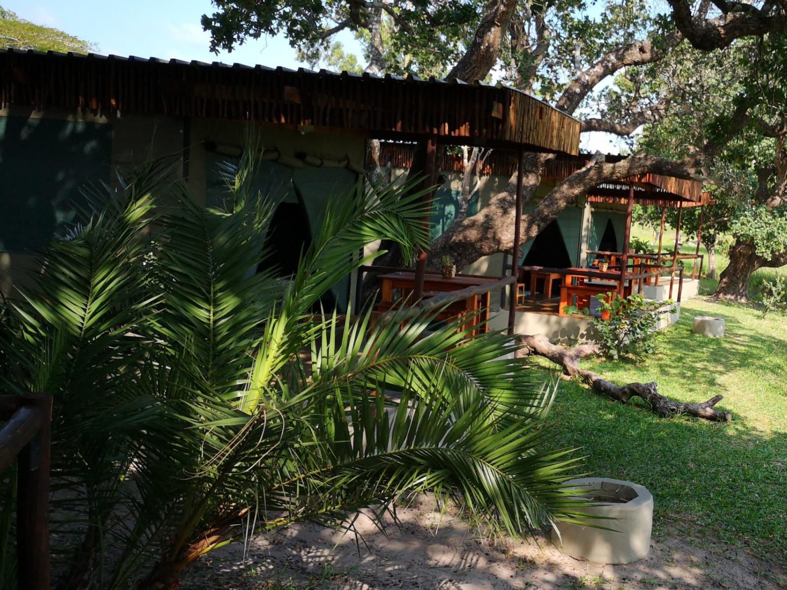 Kingfisher Bush Lodge Kosi Bay Kwazulu Natal South Africa Palm Tree, Plant, Nature, Wood