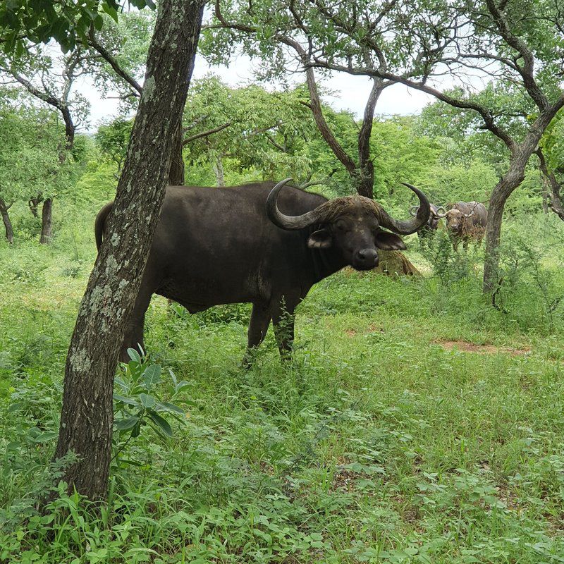 Kingfisher Creek Lodge Thornybush Game Reserve Mpumalanga South Africa Water Buffalo, Mammal, Animal, Herbivore