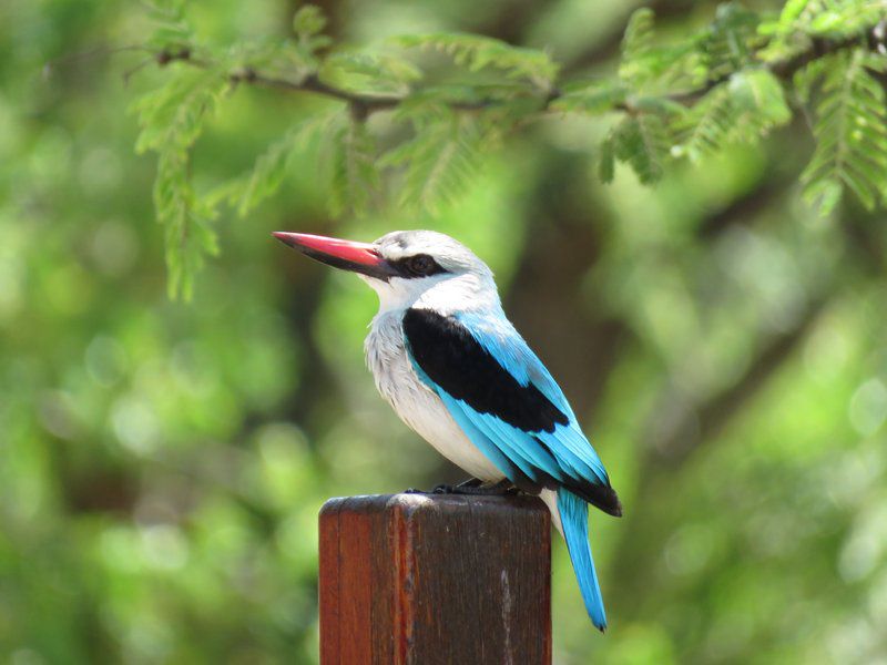 Kingfisher Creek Lodge Thornybush Game Reserve Mpumalanga South Africa Kingfisher, Bird, Animal