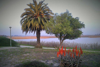 Kingfisher Heads Velddrif Western Cape South Africa Beach, Nature, Sand, Lake, Waters, Palm Tree, Plant, Wood