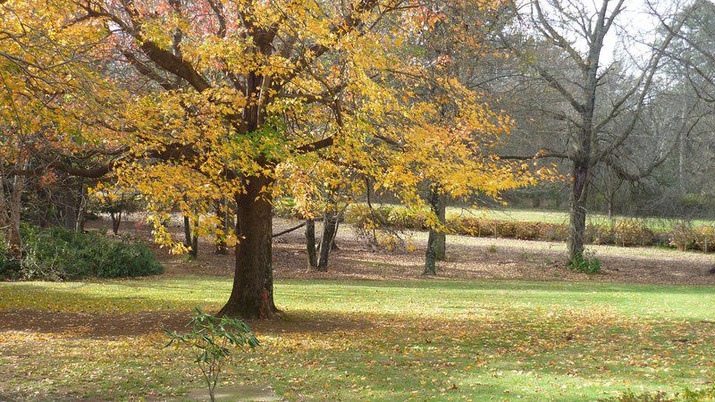 King S Lodge Hotel Hogsback Eastern Cape South Africa Plant, Nature, Tree, Wood, Autumn