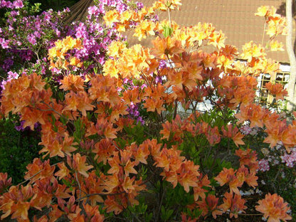 King S Lodge Hotel Hogsback Eastern Cape South Africa Colorful, Plant, Nature, Autumn