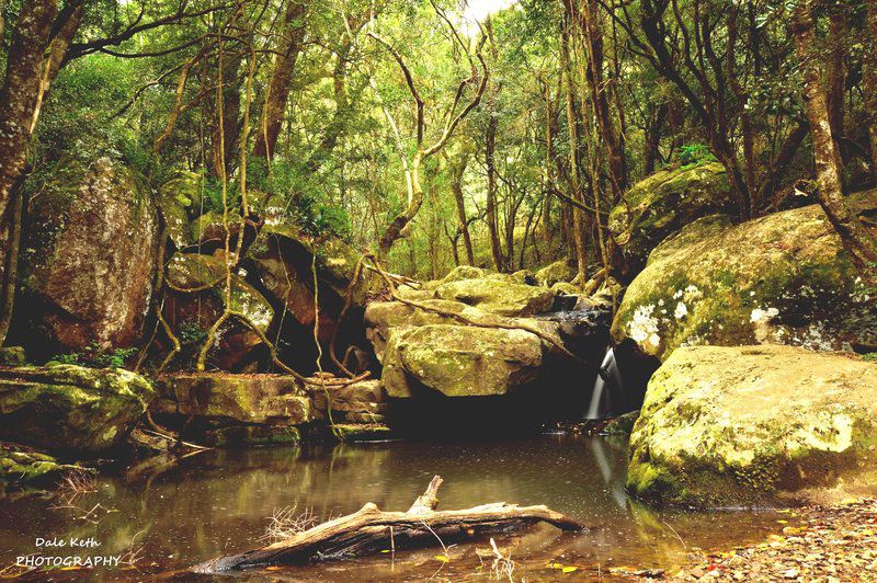 King S Lodge Hotel Hogsback Eastern Cape South Africa Forest, Nature, Plant, Tree, Wood, River, Waters