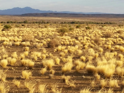 Kitchen51 Cottages, Cactus, Plant, Nature, Field, Agriculture, Desert, Sand, Lowland