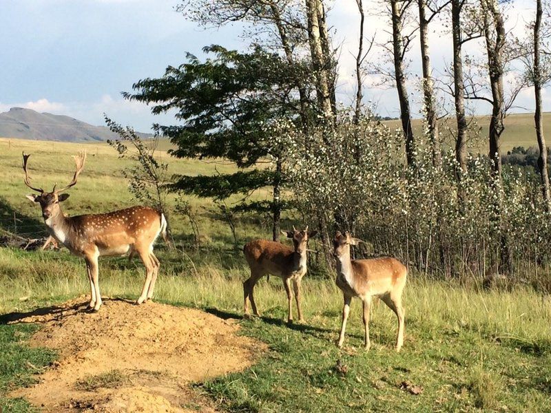 Klaarfontein Guest Farm Swinburne Free State South Africa Deer, Mammal, Animal, Herbivore