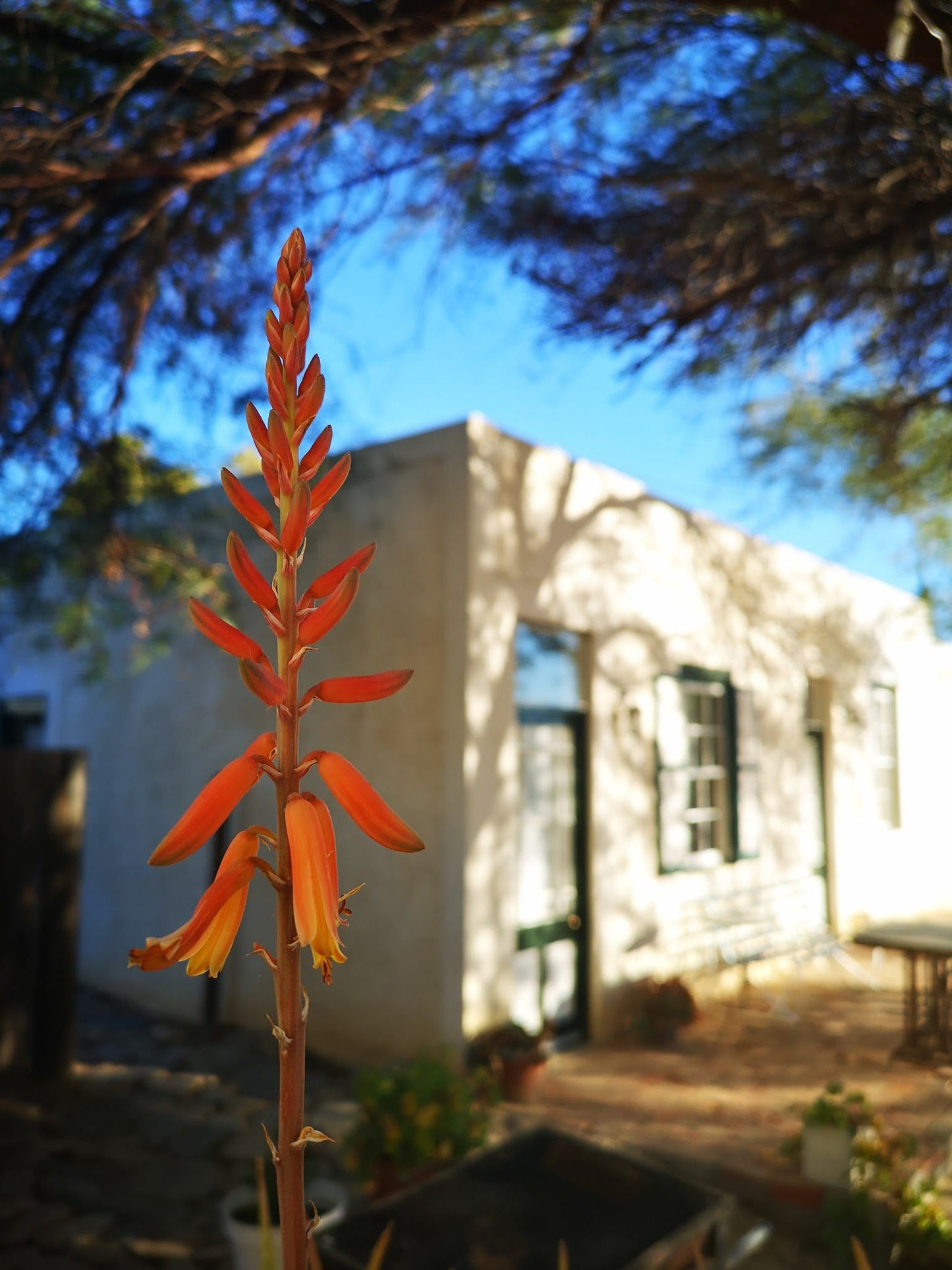 Klaarstroom Guest House Klaarstroom Western Cape South Africa Complementary Colors, Plant, Nature