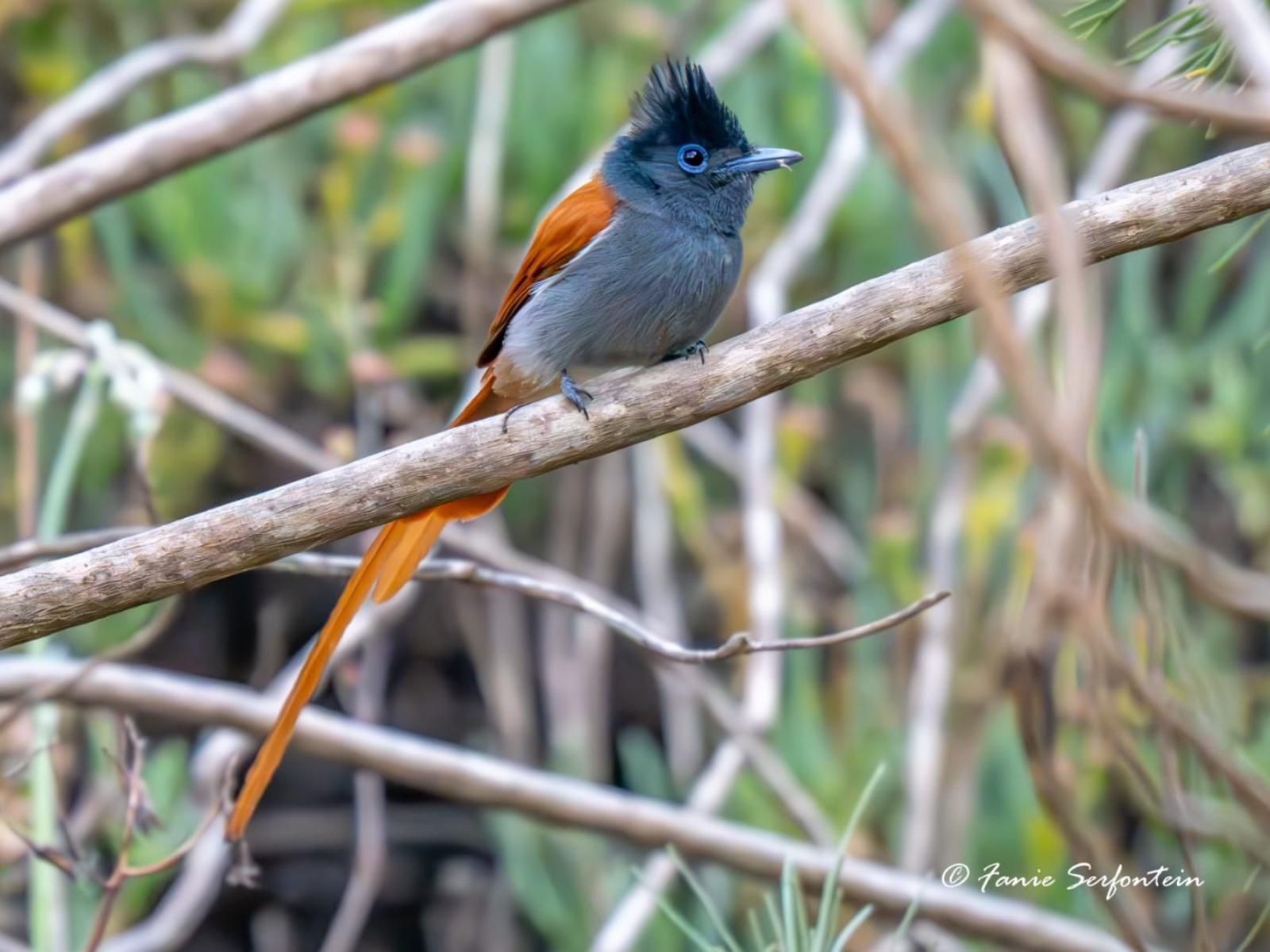 Klawerjas, Kingfisher, Bird, Animal