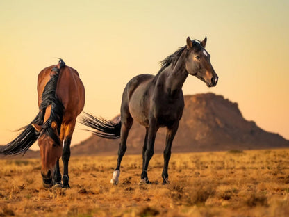 Klein-Aus Vista Desert Horse Campsite, Sepia Tones, Horse, Mammal, Animal, Herbivore