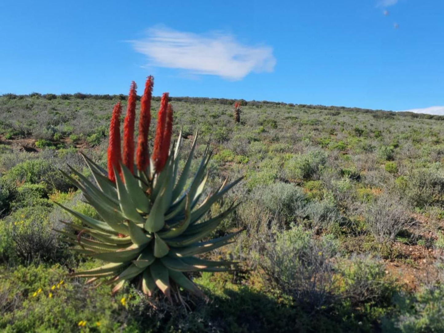 Klein Doorn Farm Stay, Cactus, Plant, Nature