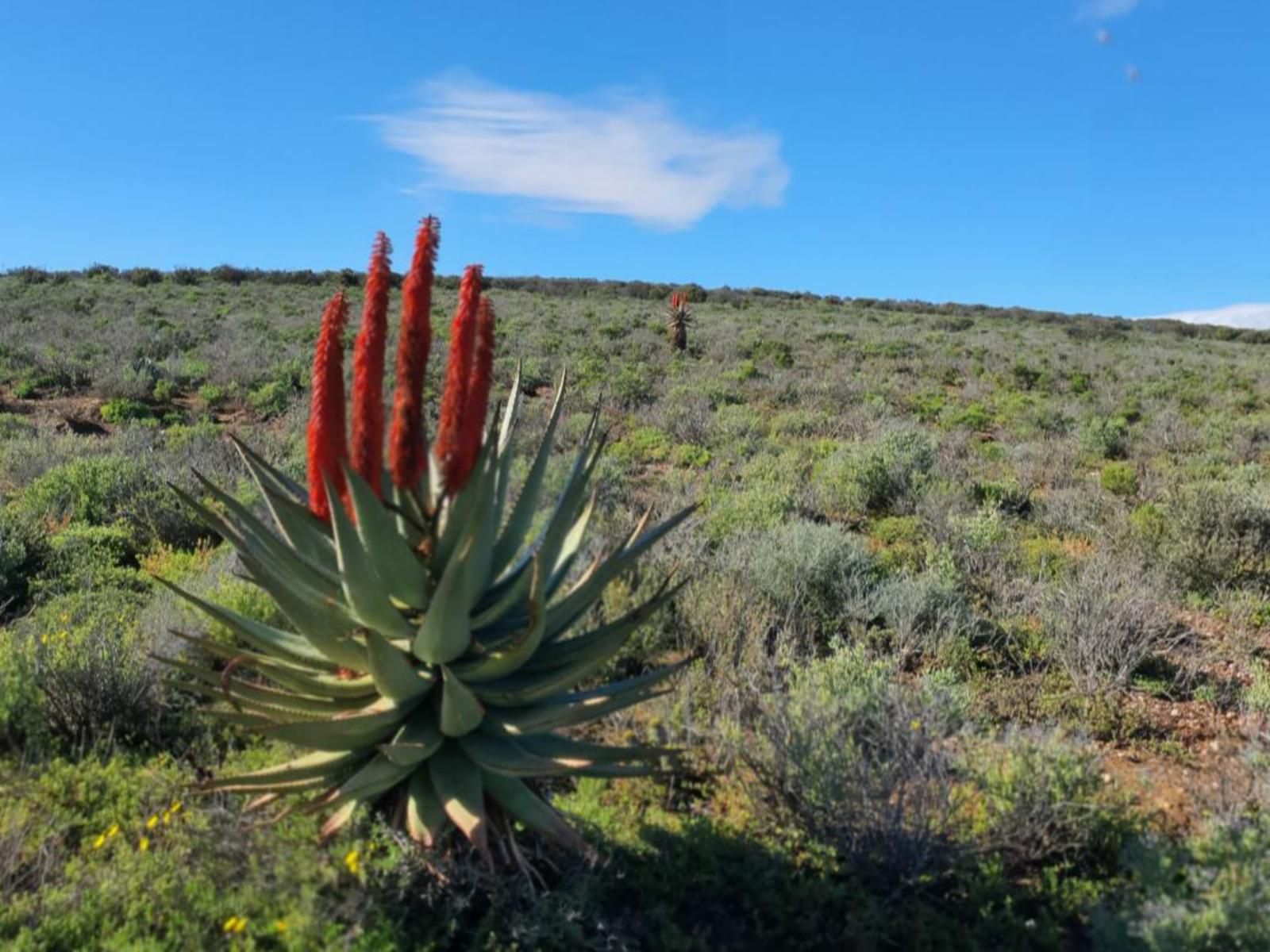 Klein Doorn Farm Stay, Cactus, Plant, Nature