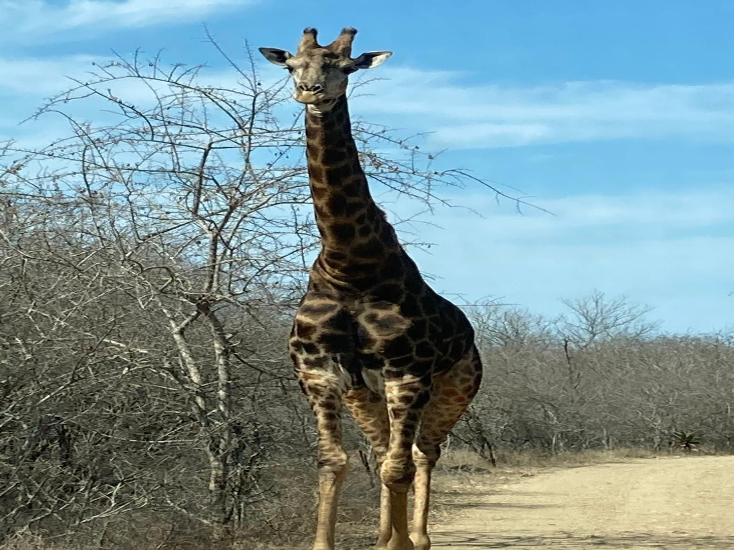 Klein Paradys Marloth Park Mpumalanga South Africa Giraffe, Mammal, Animal, Herbivore