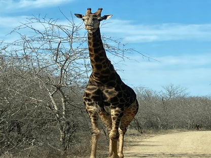 Klein Paradys Marloth Park Mpumalanga South Africa Giraffe, Mammal, Animal, Herbivore