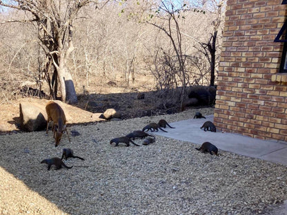 Klein Paradys Marloth Park Mpumalanga South Africa Animal