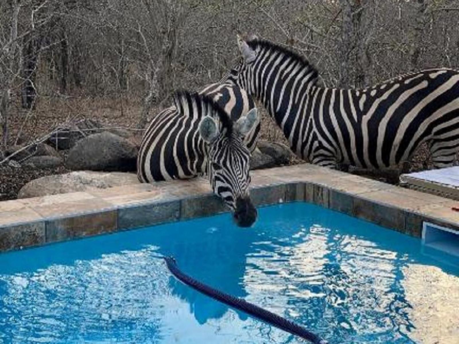 Klein Paradys Marloth Park Mpumalanga South Africa Zebra, Mammal, Animal, Herbivore, Swimming Pool