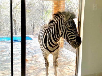 Klein Paradys Marloth Park Mpumalanga South Africa Zebra, Mammal, Animal, Herbivore