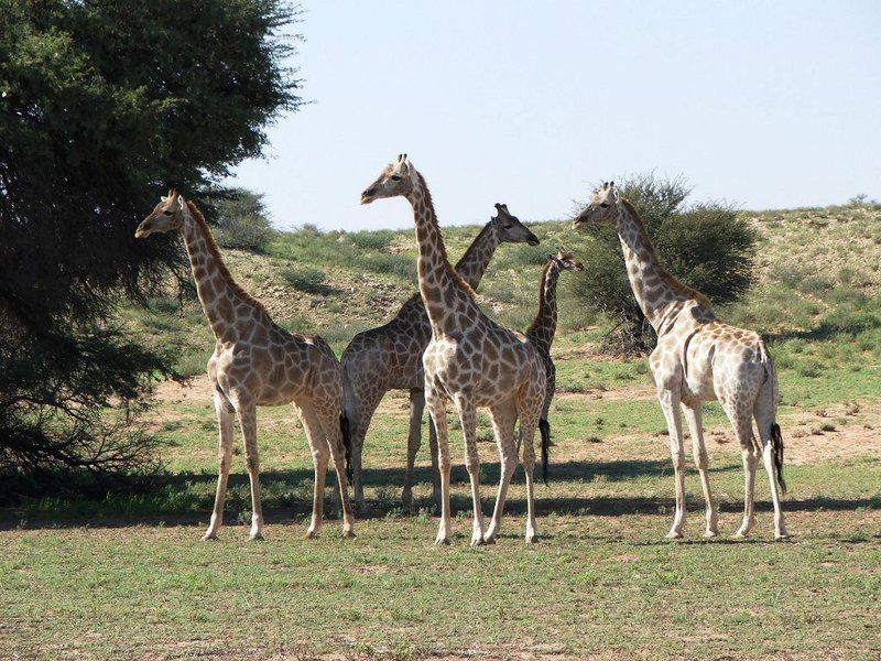 Klein Renosterkop Augrabies Northern Cape South Africa Giraffe, Mammal, Animal, Herbivore