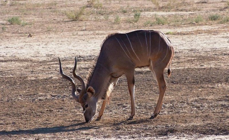 Klein Renosterkop Augrabies Northern Cape South Africa Animal