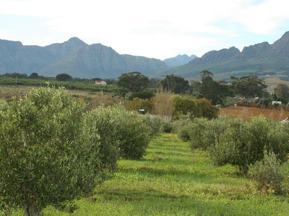 Klein Welmoed Luxury Guest House, Nature