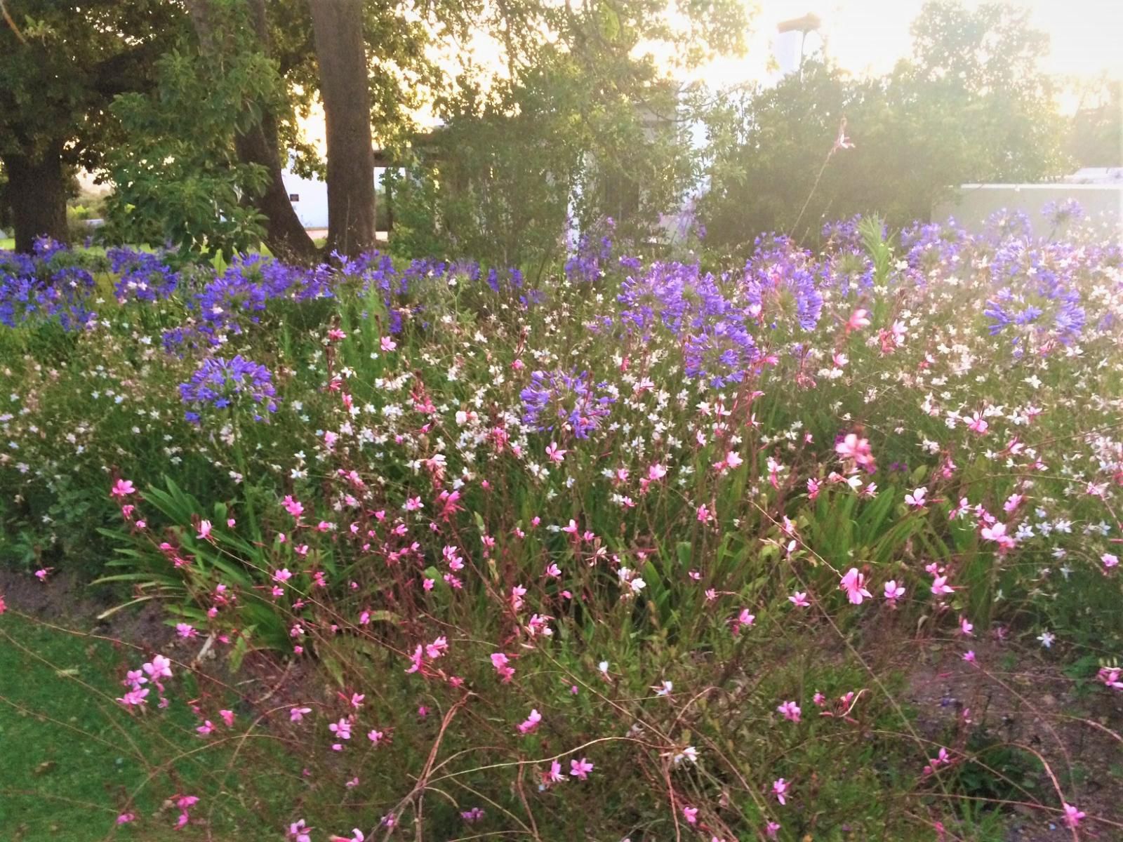 Klein Welmoed Luxury Guest House, Blossom, Plant, Nature, Flower, Garden