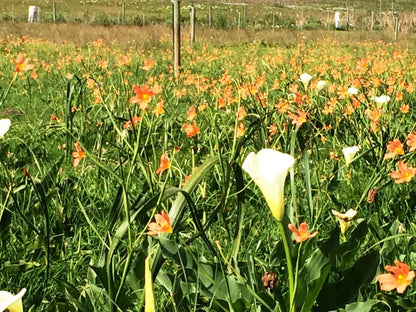 Klein Welmoed Luxury Guest House, Colorful, Field, Nature, Agriculture, Flower, Plant, Meadow, Tulip