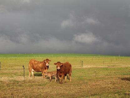 Klein Eikeboom Cottages Hermon Western Cape South Africa Cow, Mammal, Animal, Agriculture, Farm Animal, Herbivore