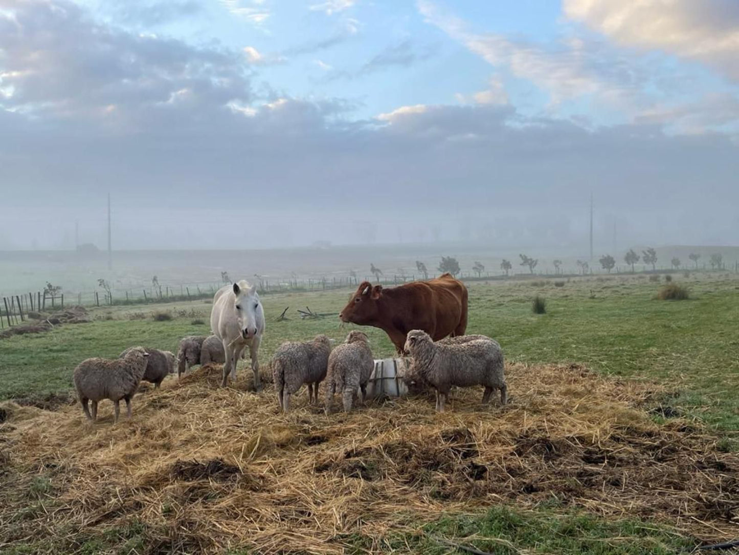 Klein Eikeboom Cottages Hermon Western Cape South Africa Sheep, Mammal, Animal, Agriculture, Farm Animal, Herbivore, Lowland, Nature