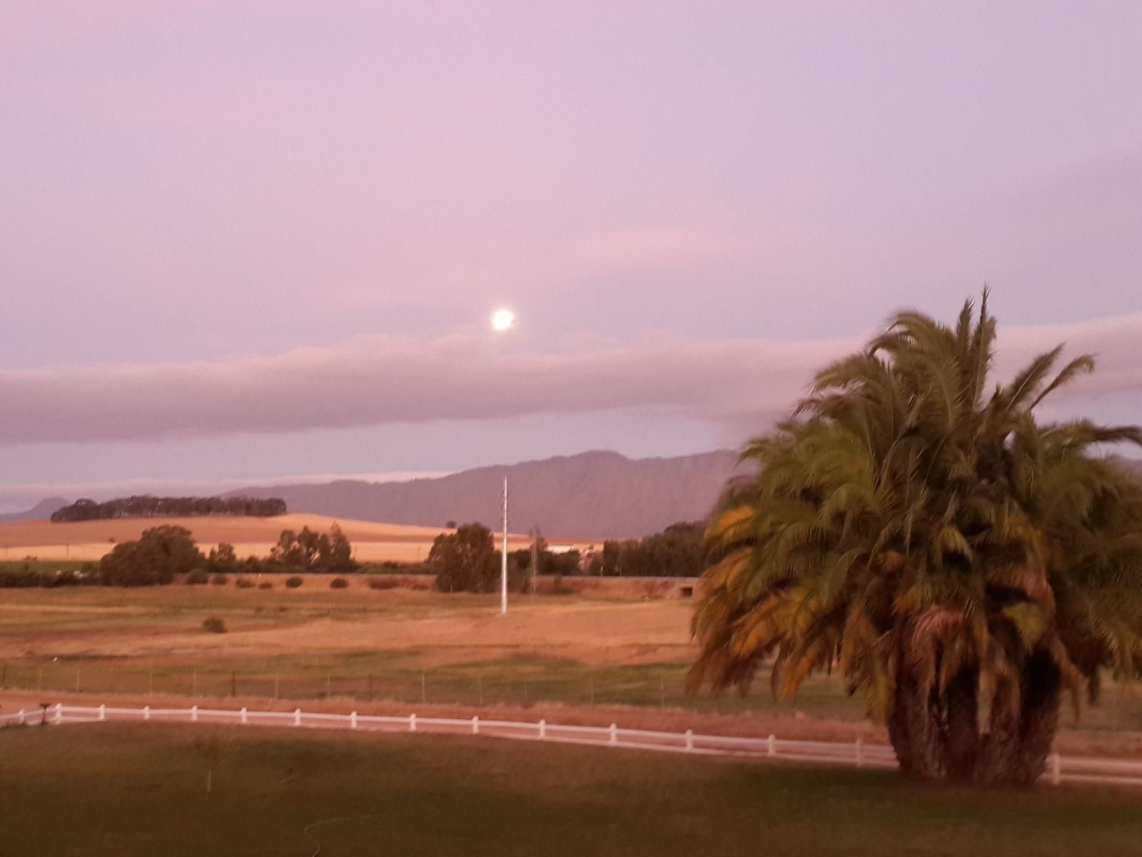 Klein Eikeboom Cottages Hermon Western Cape South Africa Palm Tree, Plant, Nature, Wood, Lowland