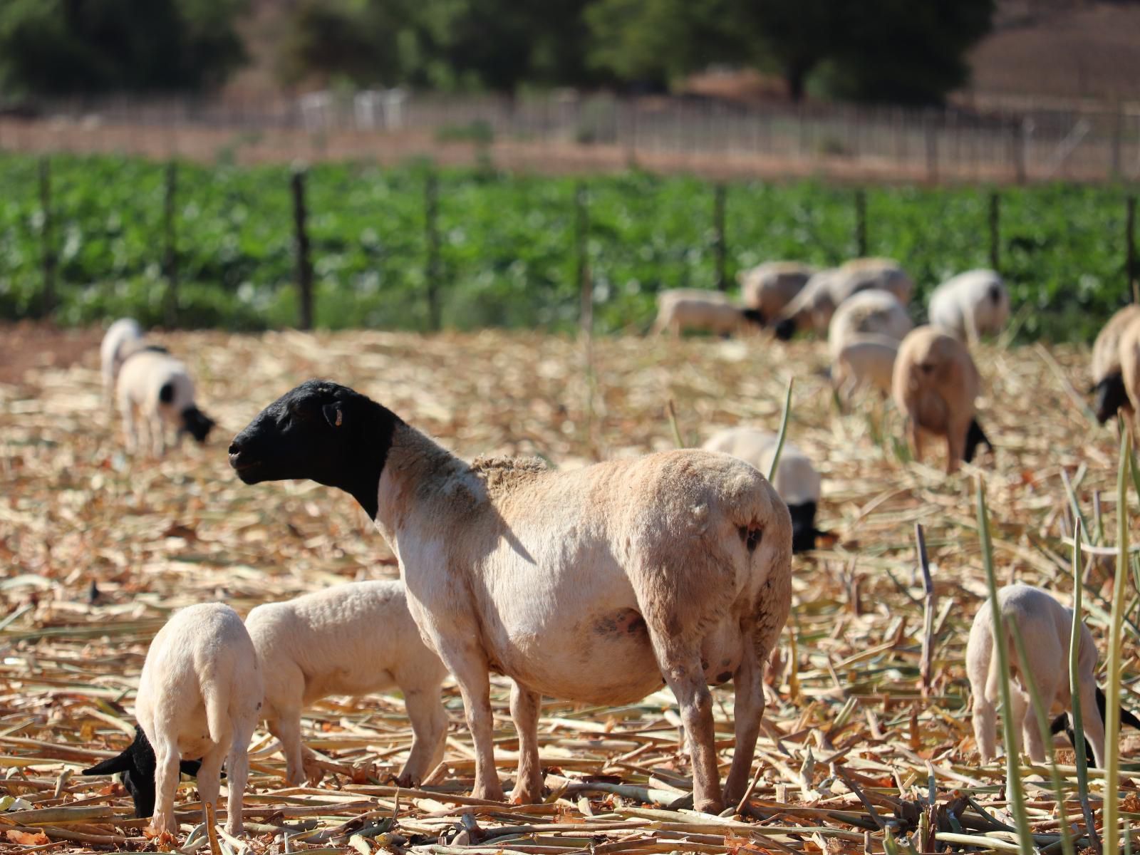 Kleingeluk Guest Farm De Rust Western Cape South Africa Sheep, Mammal, Animal, Agriculture, Farm Animal, Herbivore, Field, Nature