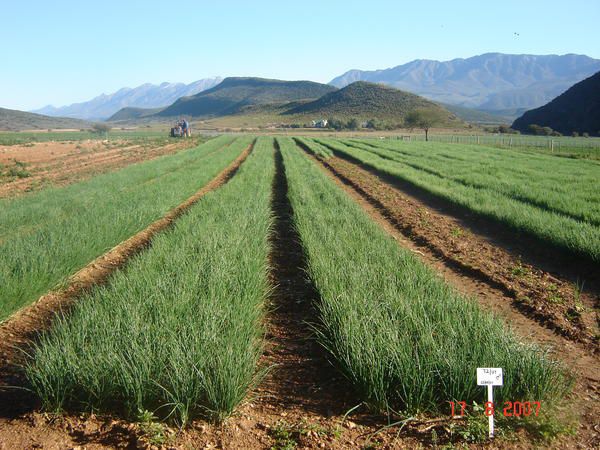 Kleingeluk Guest Farm De Rust Western Cape South Africa Complementary Colors, Field, Nature, Agriculture, Lowland