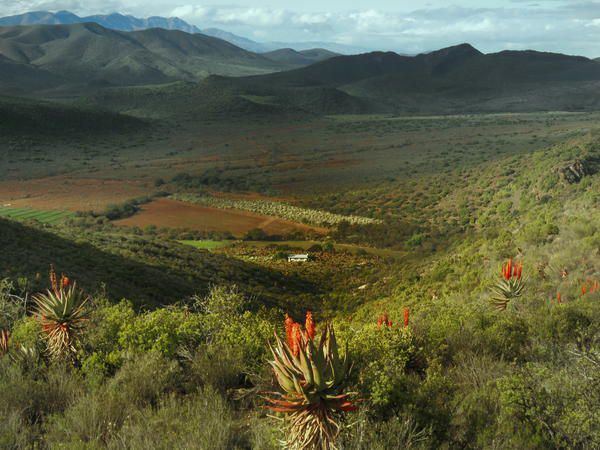 Kleingeluk Guest Farm De Rust Western Cape South Africa Cactus, Plant, Nature, Desert, Sand