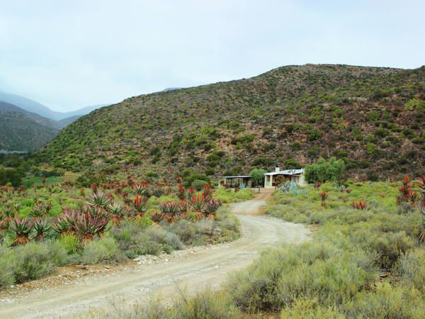 Kleingeluk Guest Farm De Rust Western Cape South Africa Cactus, Plant, Nature