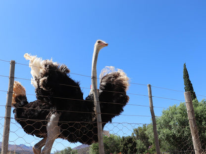 Kleingeluk Guest Farm De Rust Western Cape South Africa Vulture, Bird, Animal