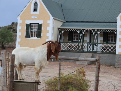 Kleingeluk Guest Farm De Rust Western Cape South Africa Goat, Mammal, Animal, Herbivore