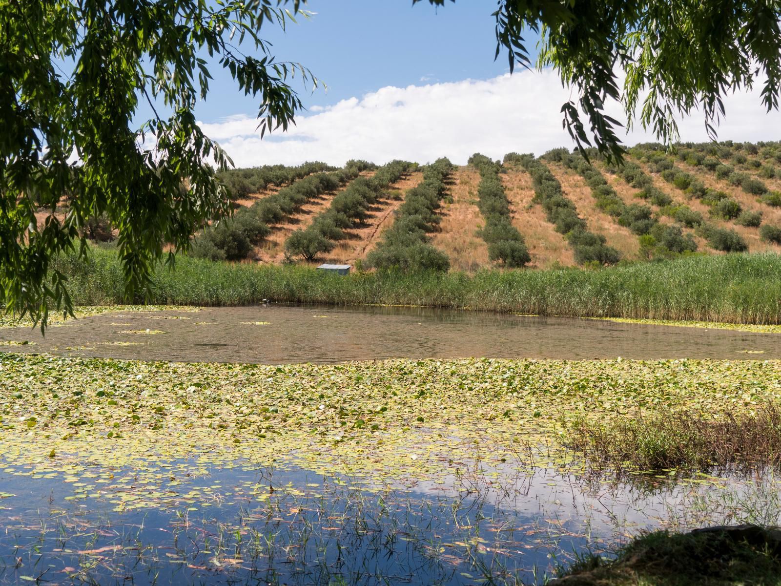 Kleinkloof Farm Piketberg Western Cape South Africa Field, Nature, Agriculture, River, Waters, Lowland