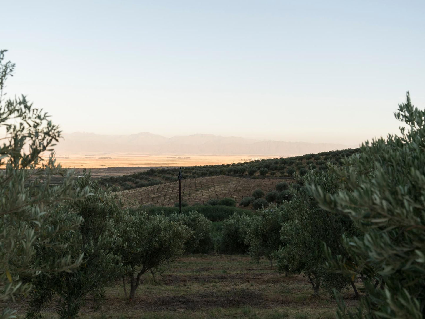 Kleinkloof Farm Piketberg Western Cape South Africa Tree, Plant, Nature, Wood