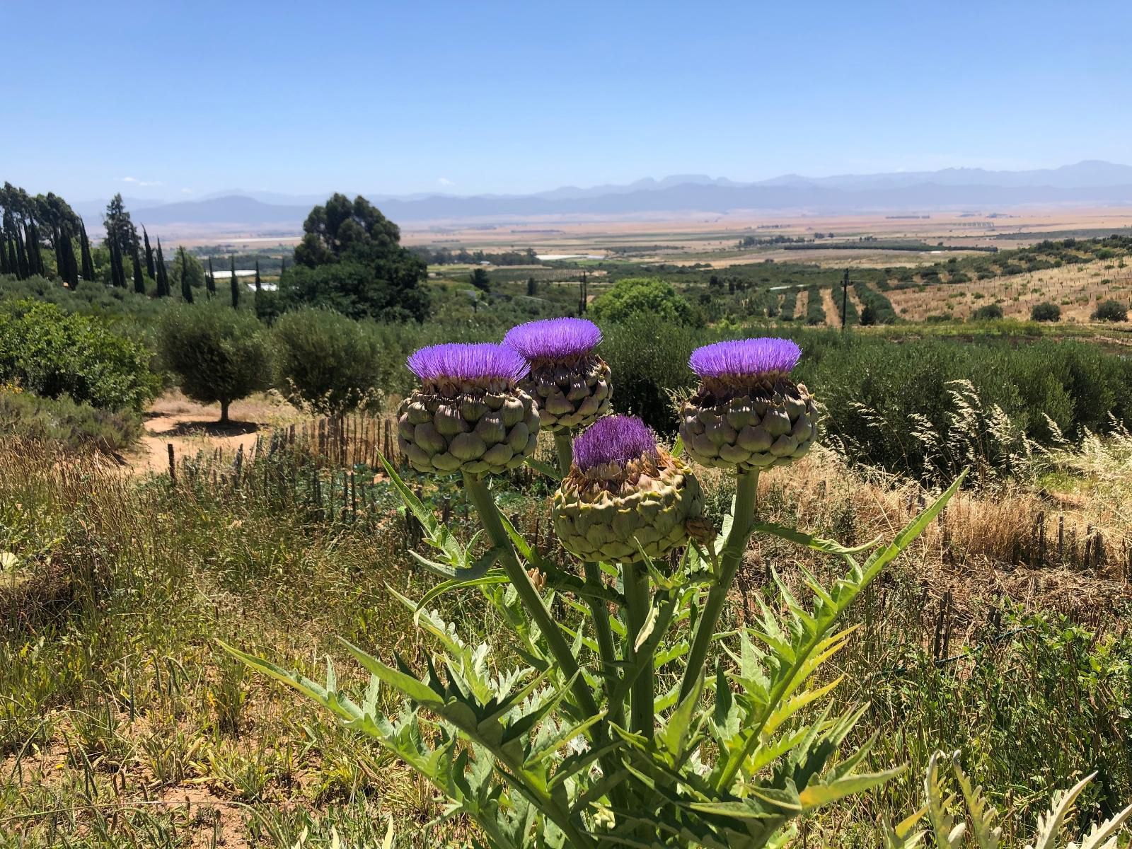 Kleinkloof Farm Piketberg Western Cape South Africa Complementary Colors, Cactus, Plant, Nature, Field, Agriculture, Lowland