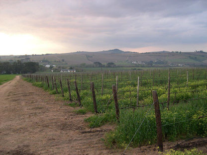 Klein Moerbei Stellenbosch Western Cape South Africa Field, Nature, Agriculture, Wine, Drink, Wine Glass, Glass, Drinking Accessoire